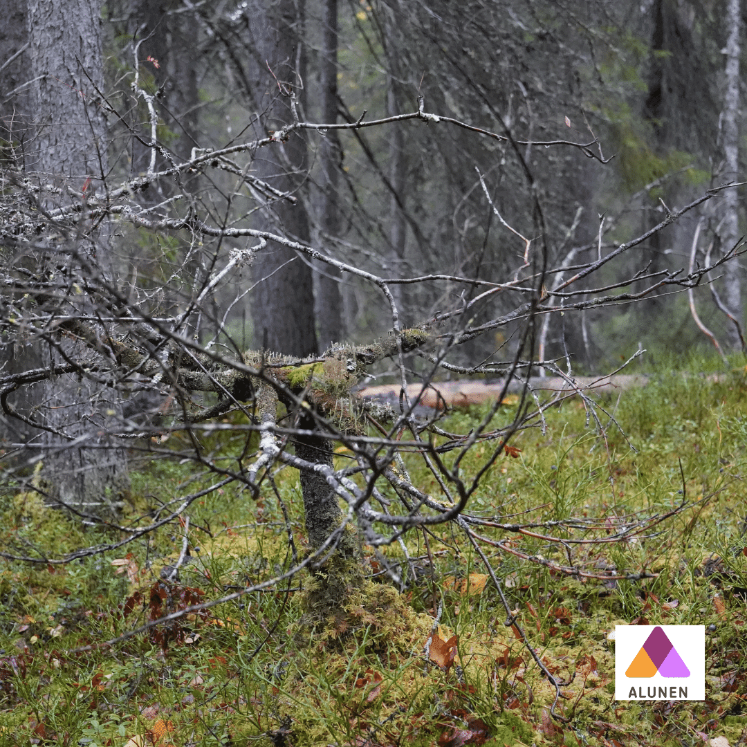 Metsämieli-ohjaaja Anne Karhu Alunen Oy ohjatut luontoliikuntapalvelut hyvinvoinnin ja palautumisen tukena.