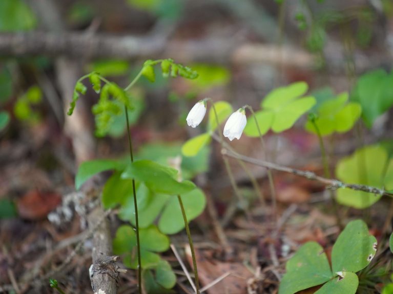 Alusen valmennuksessa hyödynnetään luontoelementtejä hyvinvoinnin tukemiseksi.