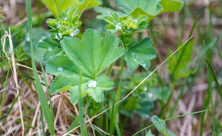 Luonnon elementtejä hyödynnetään Alusen Hyvinvoinnilla työelämään valmennuksessa.